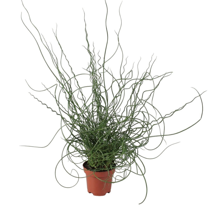 Juncus Effusus Spiralis