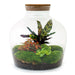 DIY Terrarium Kit - Joy