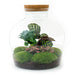 DIY Terrarium Kit - Joy