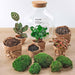 DIY Terrarium Kit - Joy