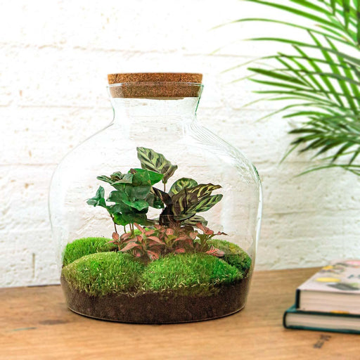 DIY Terrarium Kit - Joy