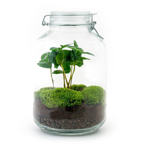 DIY Terrarium Kit - Oslo