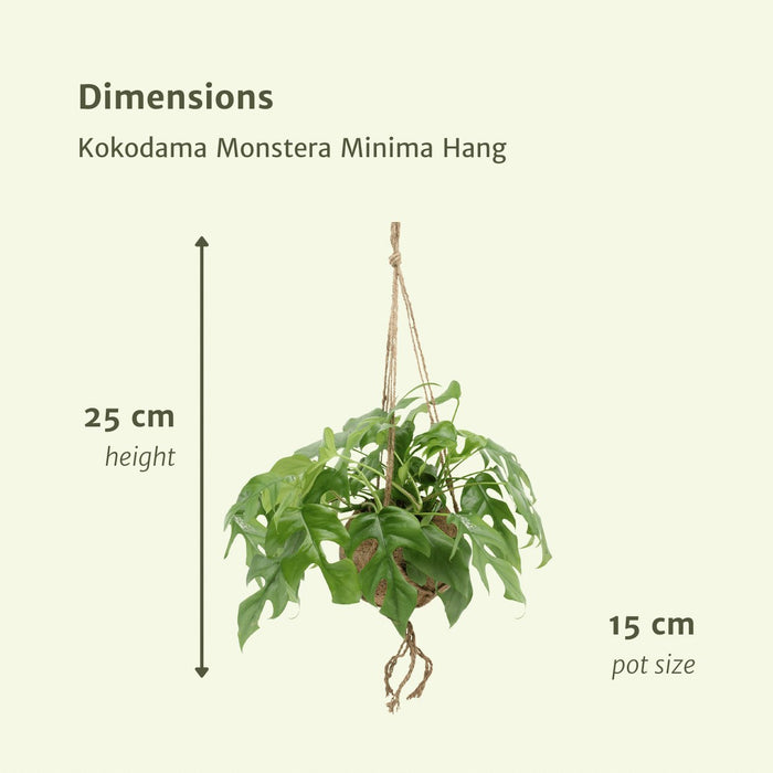 Kokodama Monstera - Set Om 2