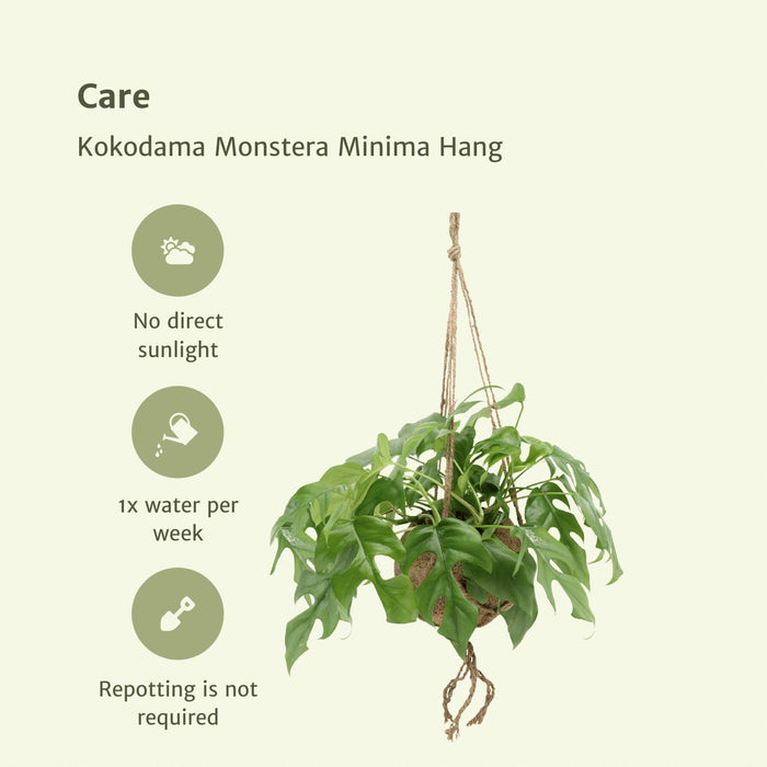 Kokodama Monstera - Set Om 2