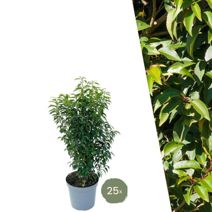 Portugisisk Laurel H100Cm För 10 Linjära Meter Häck 25X12L