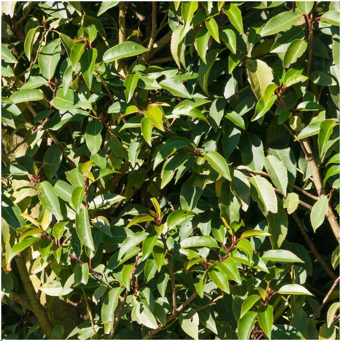 Portugisisk Laurel - Plum Tree X 24