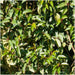 Portugisisk Laurel - Plum Tree X 24