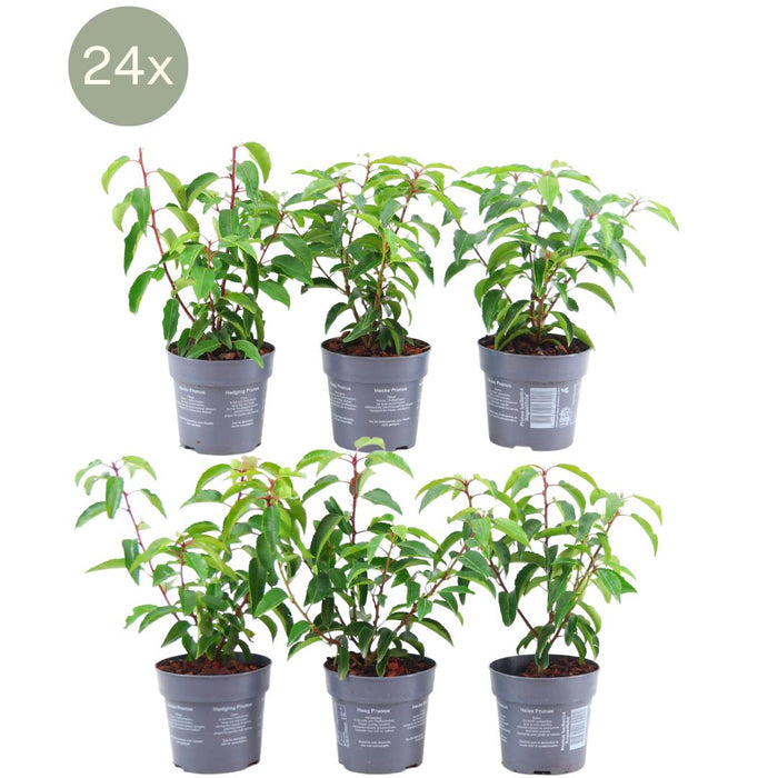 Portugisisk Laurel - Plum Tree X 24