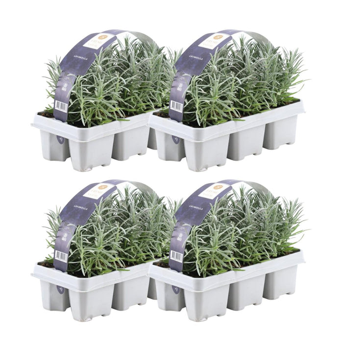 Lavendel Angustifolia - 4 Förpackningar Om 6