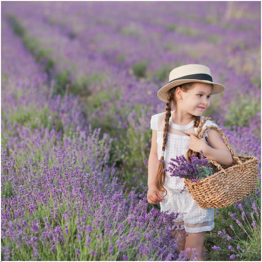 Lavendel Angustifolia X 12