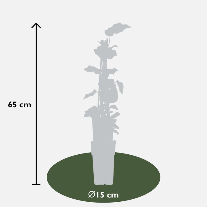 Murgröna - Set Om 4 - ↨65Cm - Ø15 - Utomhusklätteranläggning