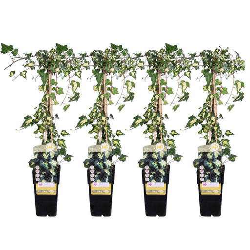 Ivy Variegata - Set Om 4 - ↨65Cm - Ø15 - Utomhusklättringsanläggning