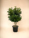 Ligustrum Texano