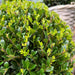 Lot Om 2 Ilex Crenata 'Jenny' Ø20Cm