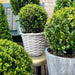 Lot Om 2 Ilex Crenata 'Jenny' Ø20Cm