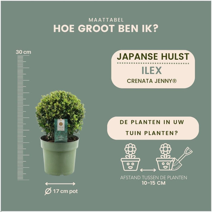 Lot Om 2 Ilex Crenata 'Jenny' Ø20Cm