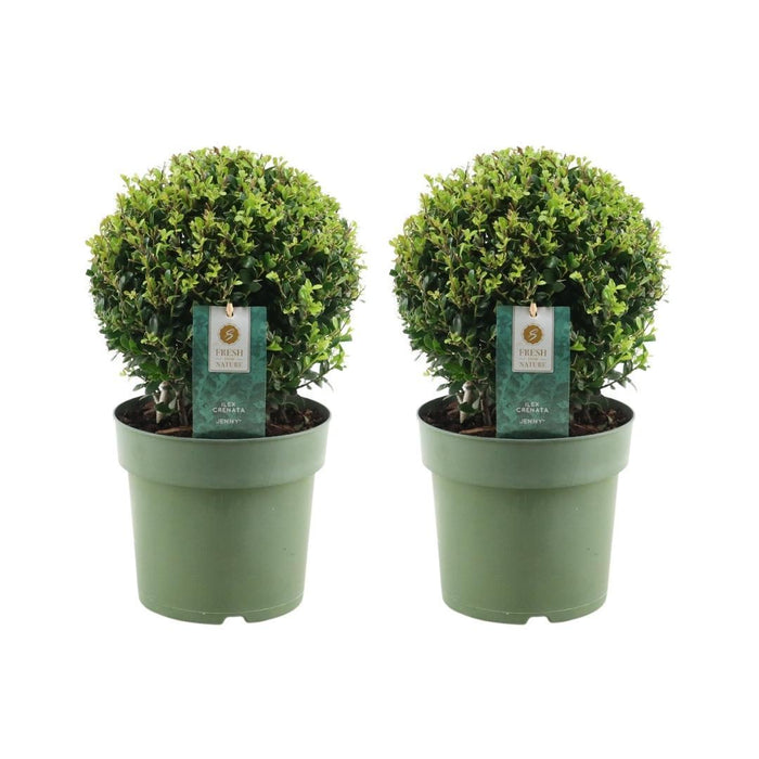 Lot Om 2 Ilex Crenata 'Jenny' Ø20Cm