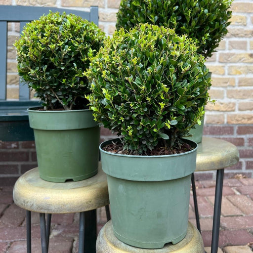 Lot Om 2 Ilex Crenata 'Jenny' Ø20Cm