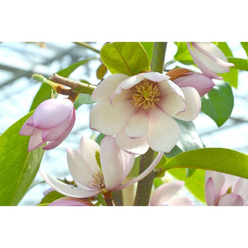 Magnolia 'Fairy Magnolia Blush'®