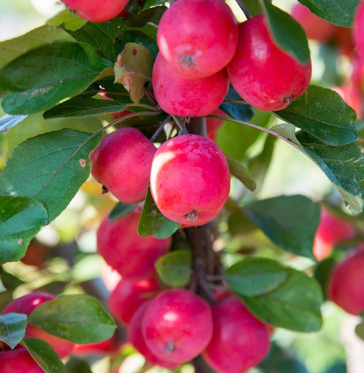 Malus 'Appletini'