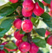 Malus 'Appletini'