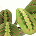 Maranta Fascinator - Set Om 2