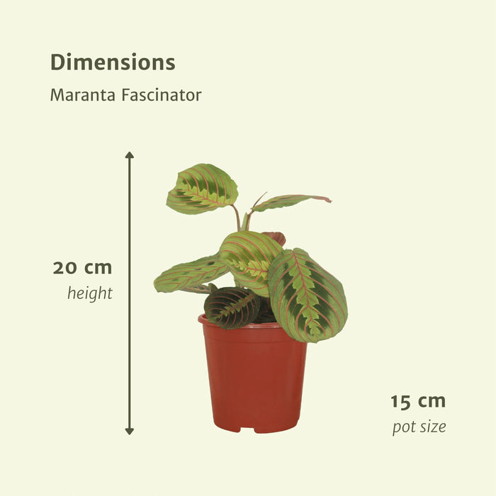 Maranta Fascinator - Set Om 2