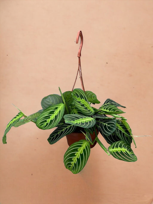 Maranta Citronlime