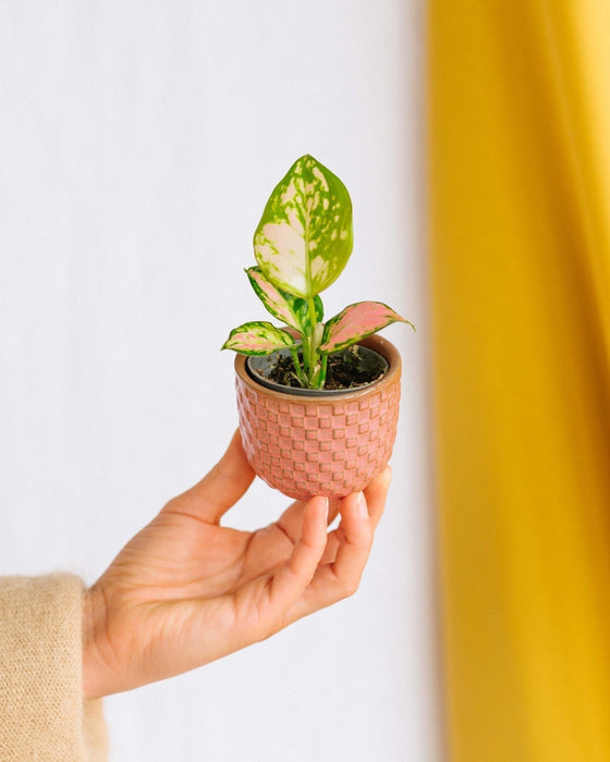 Mini Aglaonema Rosa