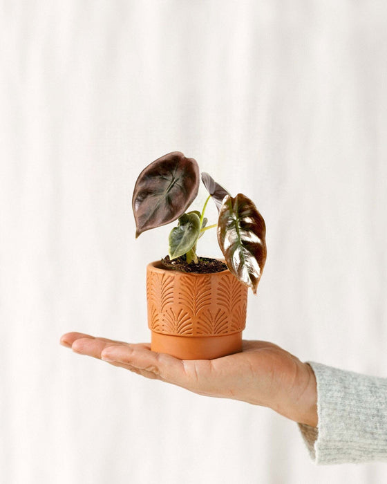 Mini Alocasia Cuprea Röd