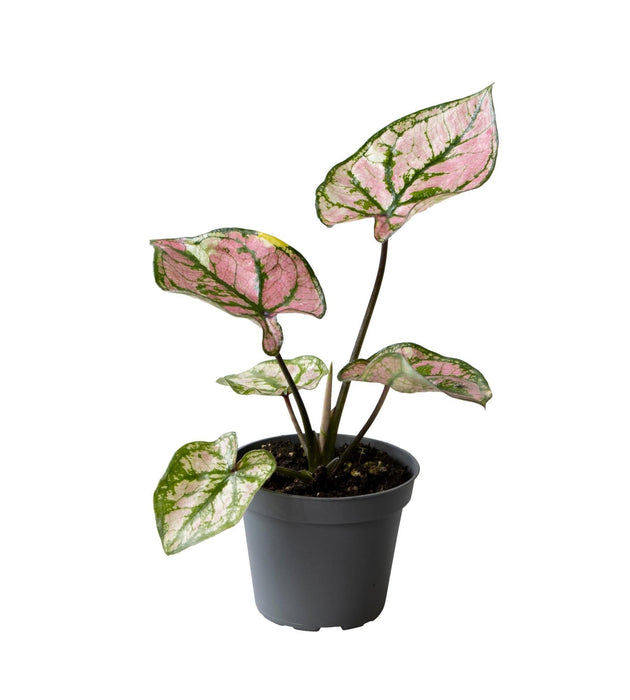 Mini Caladium Lila