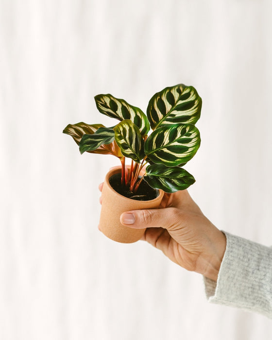 Mini Calathea Makoyana