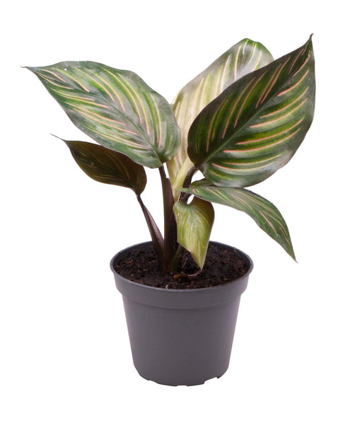 Mini Calathea Mieli