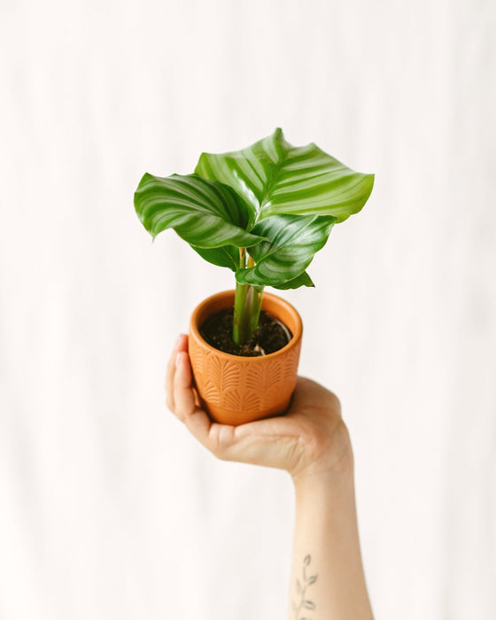 Mini Calathea Orbifolia