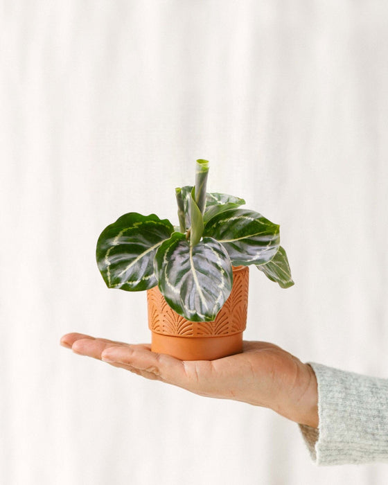 Mini Calathea Roseopicta Grön