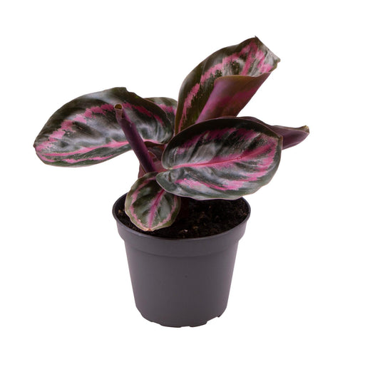 Mini Calathea Roseopicta