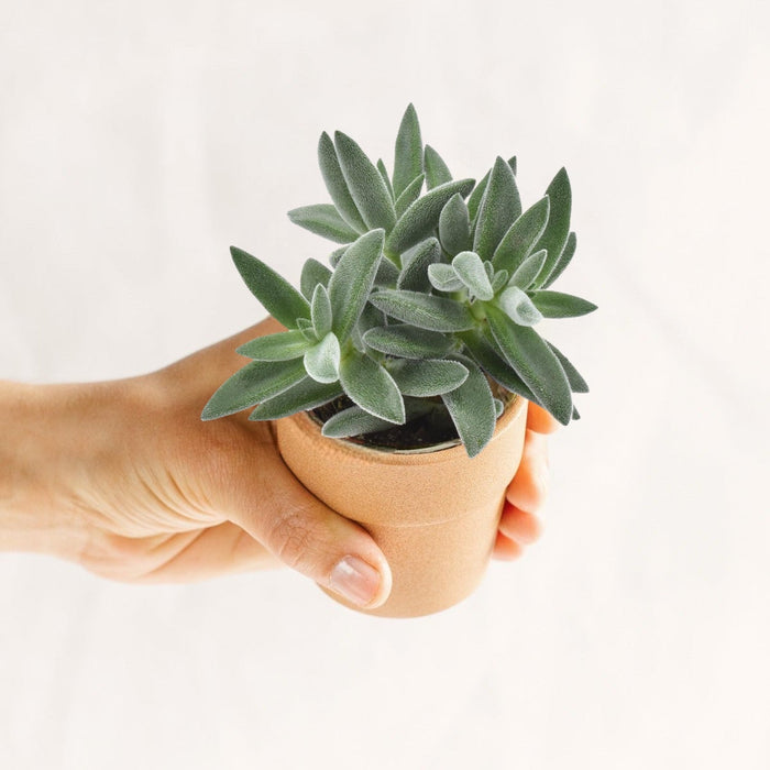 Mini Crassula Tarantula