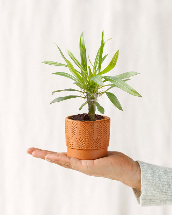 Mini Pachypodium Lamerei