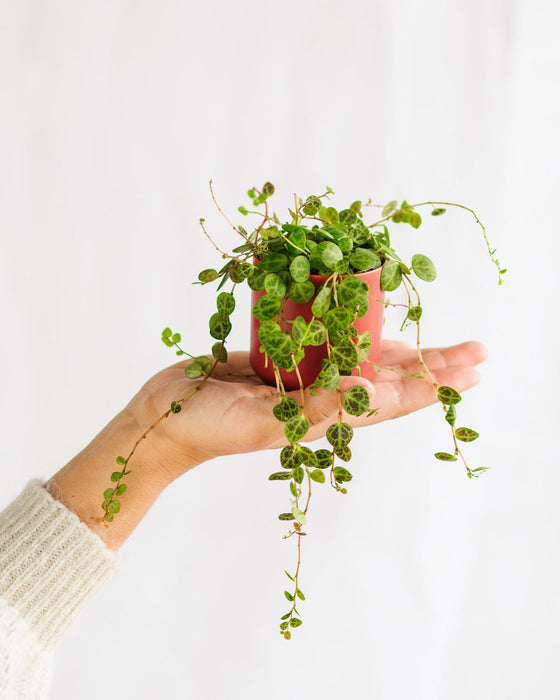 Mini Peperomia Prostata