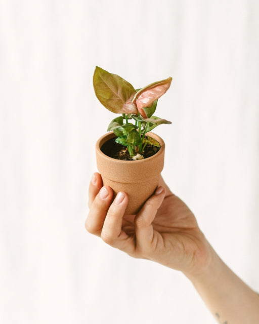 Mini Pink Syngonium