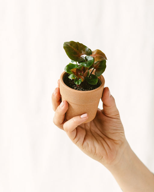 Mini Syngonium Podophyllum Röd Maria