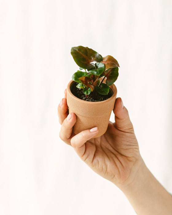 Mini Syngonium Podophyllum Röd Maria