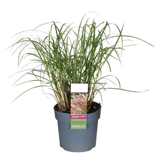 Miscanthus Sinensis Red Chief