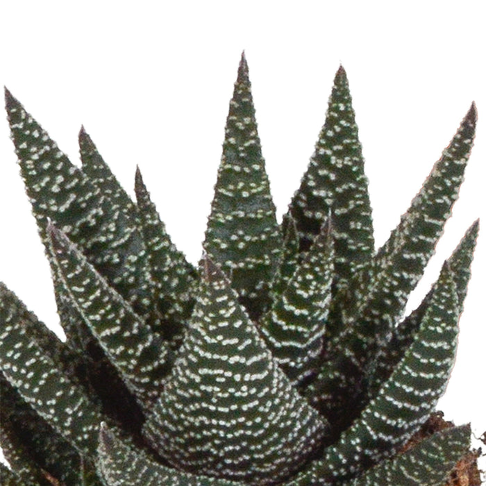 Blandning Av 3 Gasteria Och Haworthia H18Cm