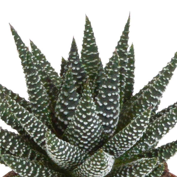 Blandning Av 3 Gasteria Och Haworthia H18Cm