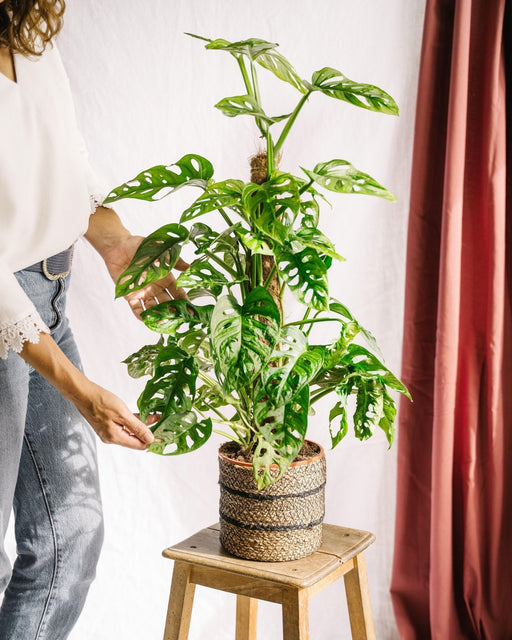 Monstera Adansonii Apblad På Stake H70Cm