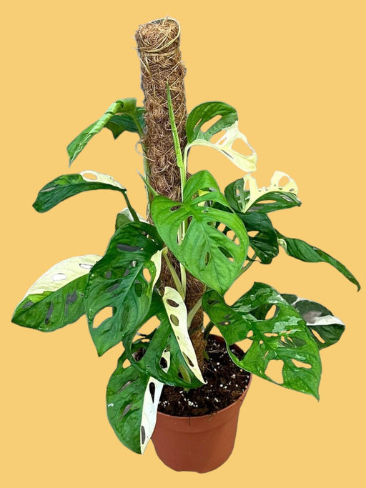 Monstera Adansonii Variegata