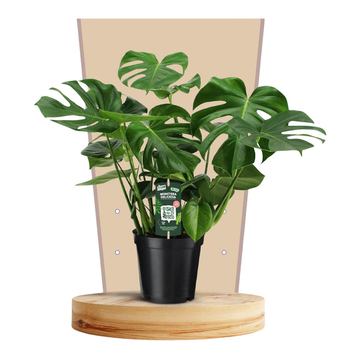 Monstera Deliciosa 21