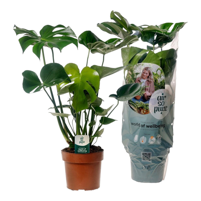 Monstera Deliciosa "Air So Pure"