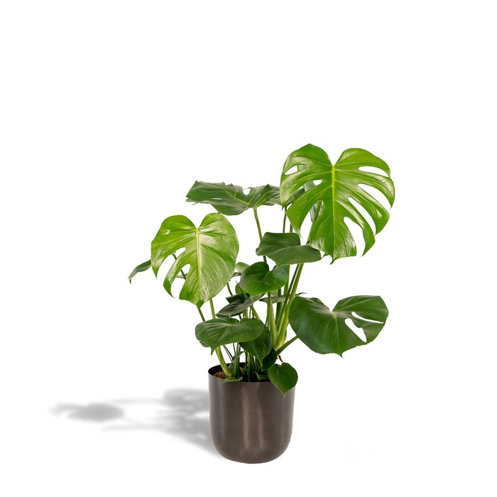 Monstera Deliciosa Och Dess Svarta Växtkruka